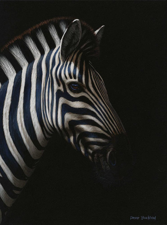 Indube | Zebra