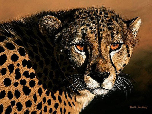 Cheetah Print - Before the Sprint - Limited Edition Artwork by Devid Bucklow