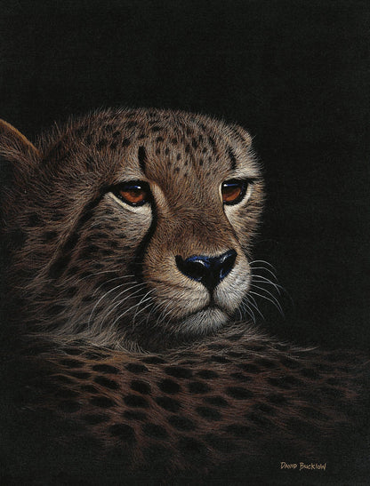 Cheetah Print by David Bucklow of a Cheetah at Night