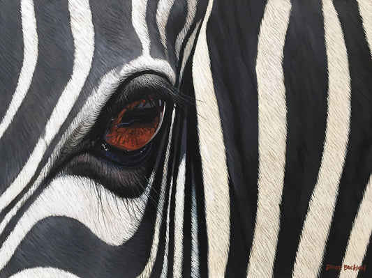 South African Limited Editions by David Bucklow - Shimmer - Zebra Up Close - Fine Art Portfolio
