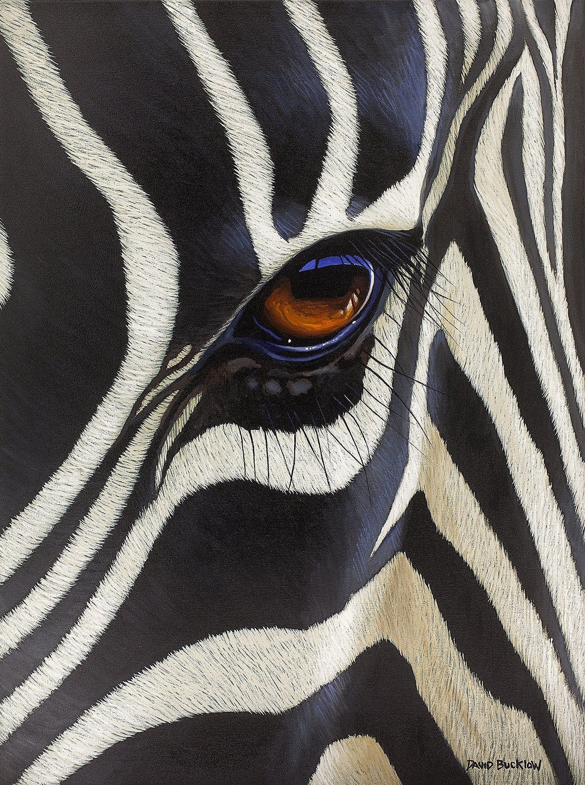 A wildlife print of a Zebra up close showing the Zebra's eye by artist David Bucklow entitled Eye of the Beholder