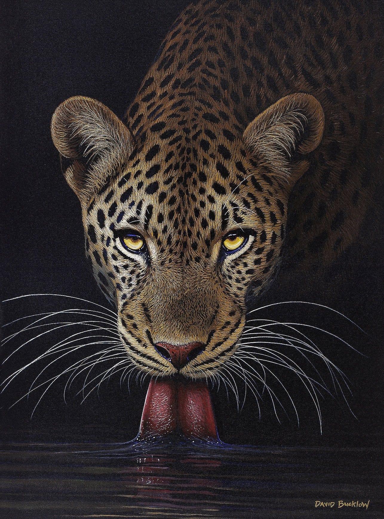 South African Limited Editions by David Bucklow - Moonlight Drink - Leopard at Night - Fine Art Portfolio