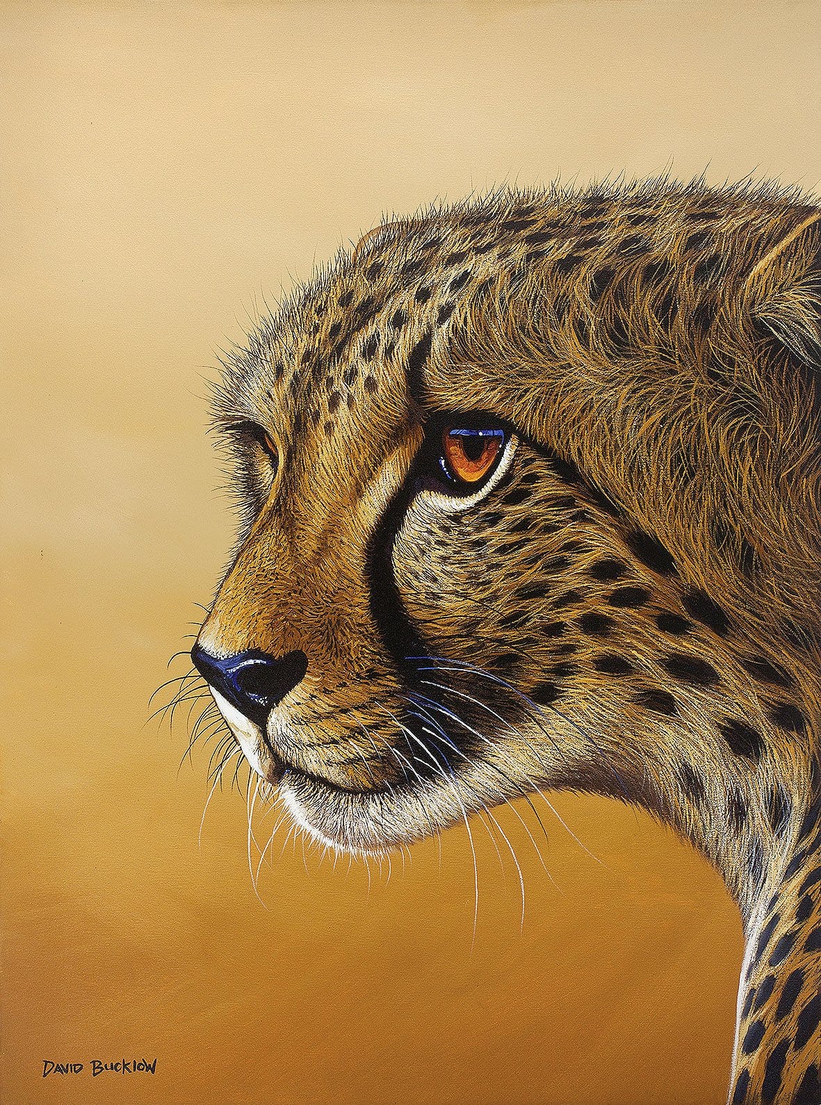 Cheetah Print by artist David Bucklow entitled Desert Gaze
