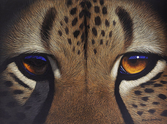 A fine art print of a cheetah's eyes up close painted by artist David Bucklow