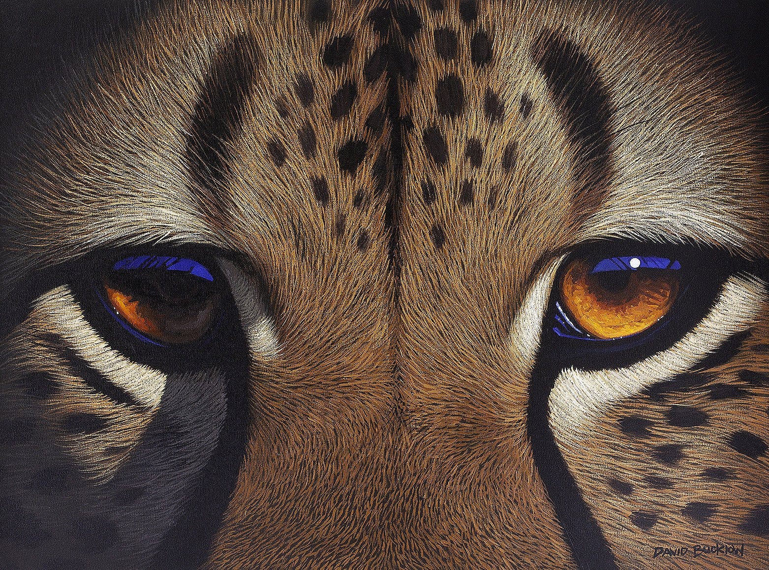 A fine art print of a cheetah's eyes up close painted by artist David Bucklow