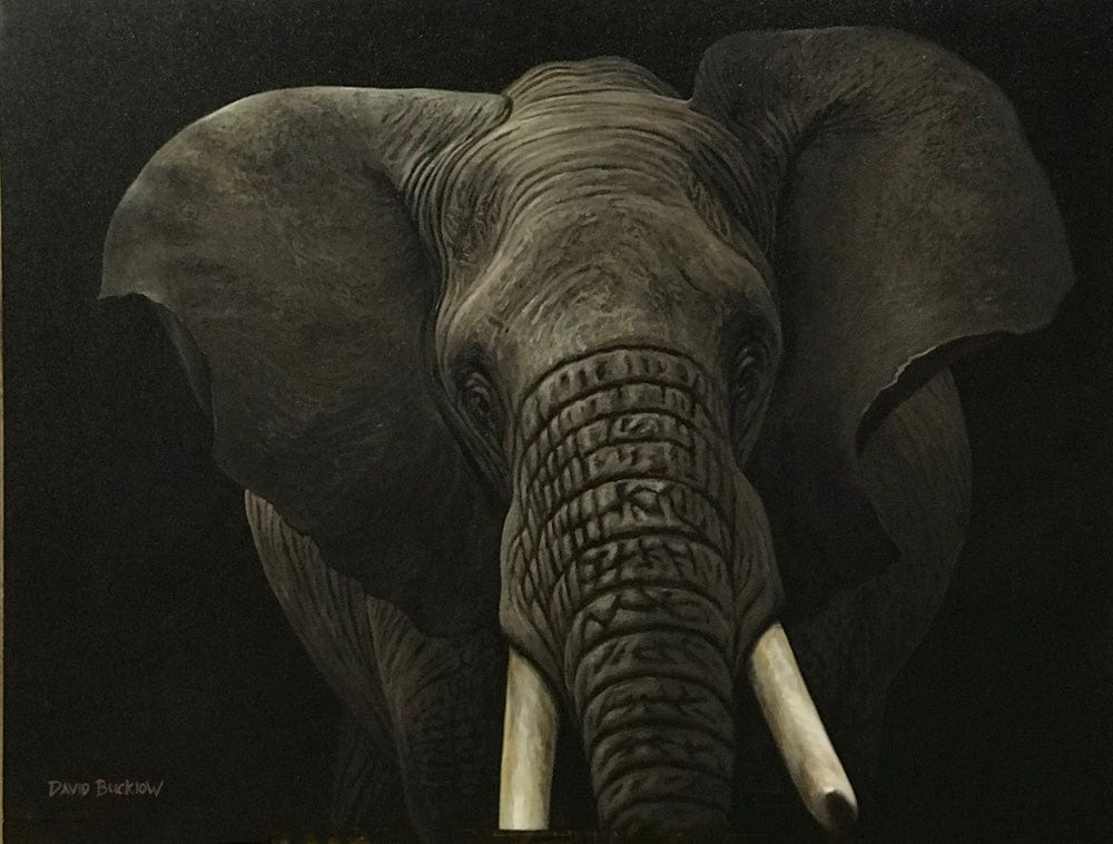 Clumsy the Elephant | Elephant