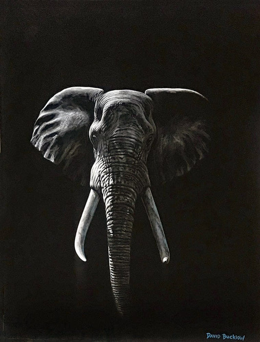 The Gentle Giant | Elephant