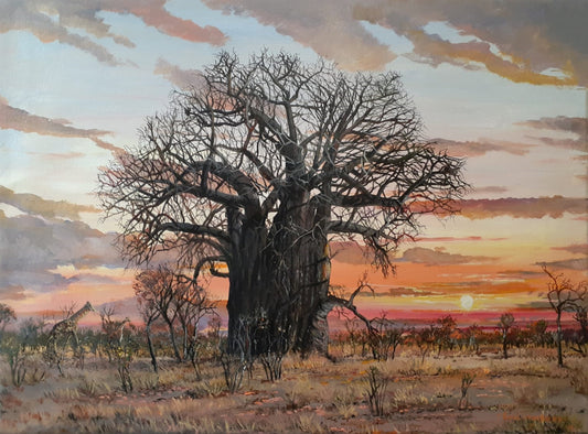 Baobab Sunset