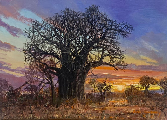 Sunset Baobab with Giraffes