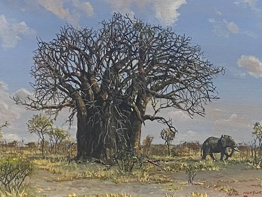 Jumbo Strolling Passed the Baobab