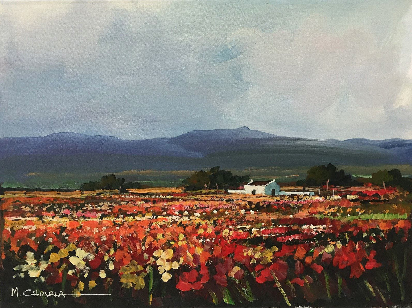South African Original Art by Mauro Chiarla - Spring Fields in the Namaqualand - Fine Art Portfolio
