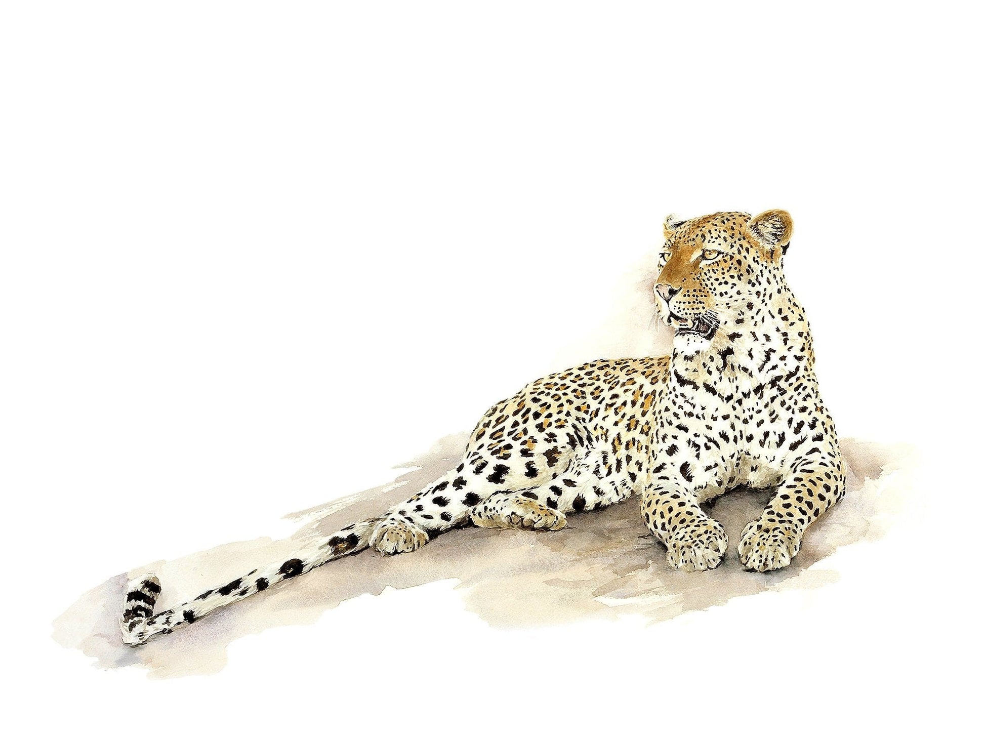 Adult Leopard art prints by Sue Dickinson wildlife artist, entitled Cat on a Warm Rock.