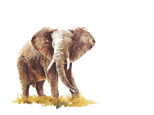 Elephant watercolor painting showing male African Elephant by Sue Dickinson wildlife artist