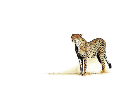 Watercolour painting of a cheetah in the Savannah by Sue Dickinson wildlife artist