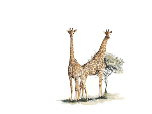 A limited edition print of an original watercolour painting of two giraffes entitled Giraffe Duo