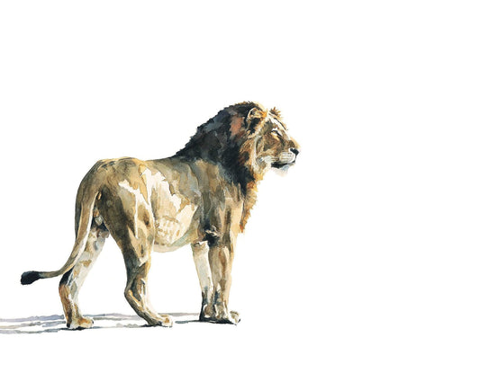 Male lion watercolour painting by Sue Dickinson wildlife artist