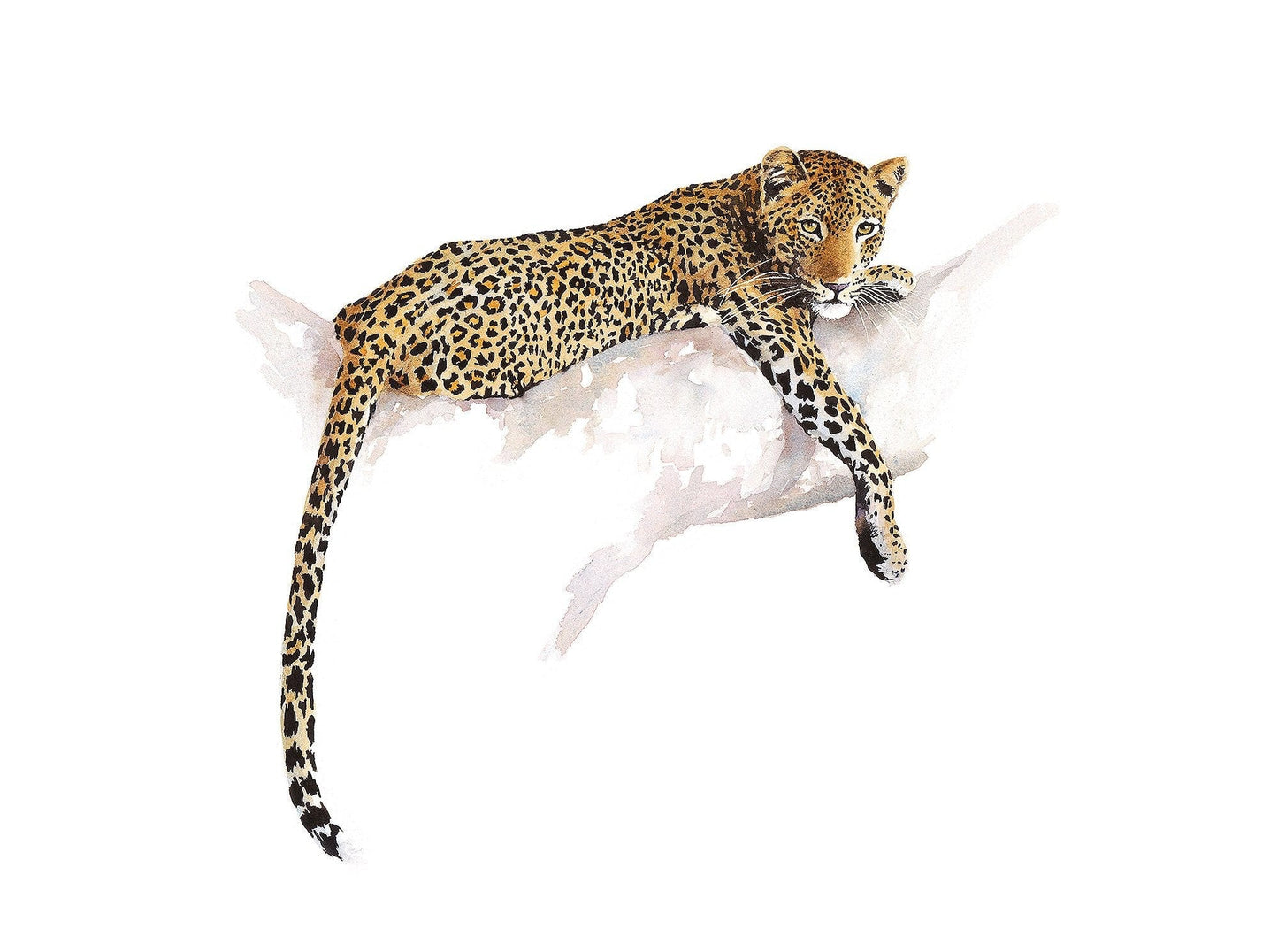 leopard in a tree painting in watercolour by Sue Dickinson wildlife artist