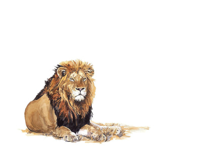 Watercolour painting of male lion by Sue Dickinson wildlife artist