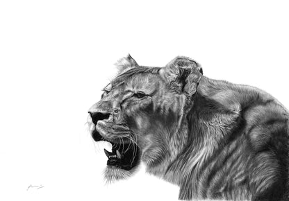 Lioness Art Print by Vincent Reid South African Pencil Artist