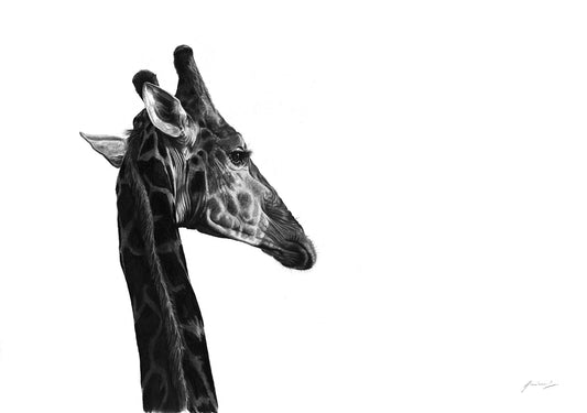 Giraffe Pencil Sketch Art print by South African Artist Vincent Reid