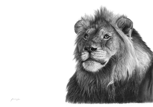 Male Lion Pencil Sketch Artwork by South African Artist Vincent Reid