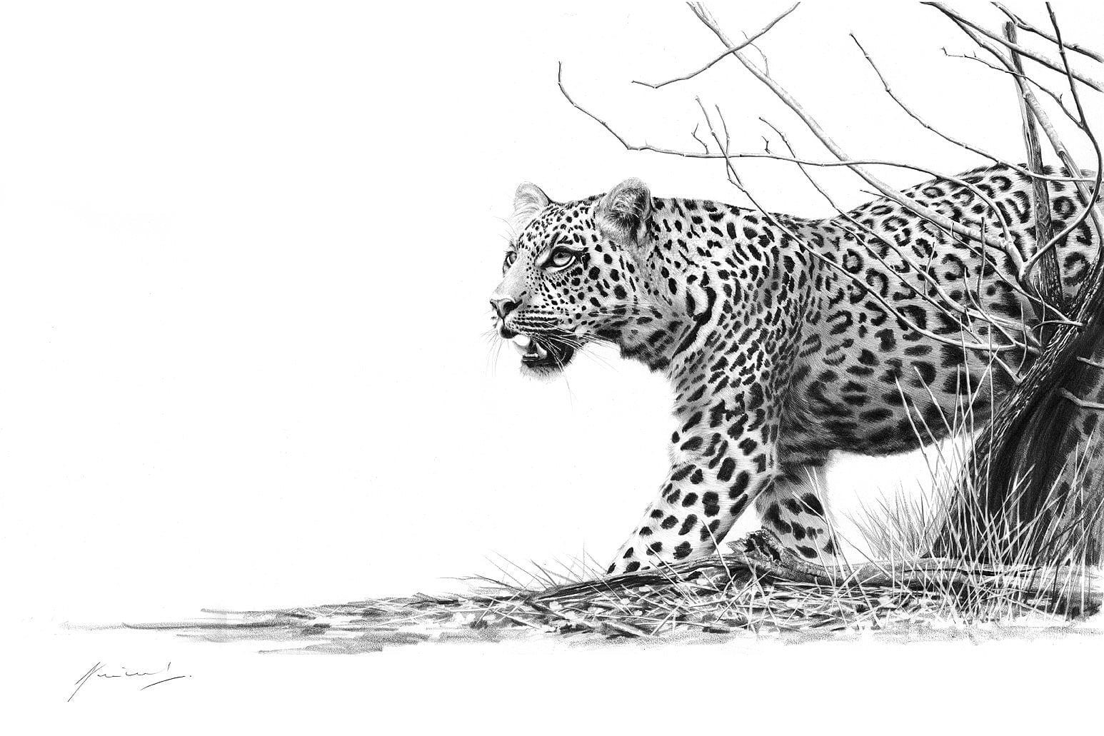 Leopard Drawing Color Leopard Pencil Drawing Leopard In Depth Colored Pencil Tutorial