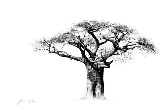 Baobab Tree Pencil Sketch Art by South African Artist Vincent Reid