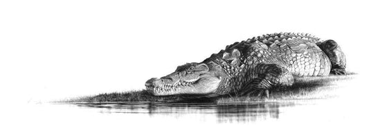 Suncatcher | Crocodile