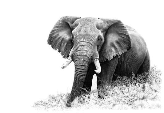 Inkosi | Elephant