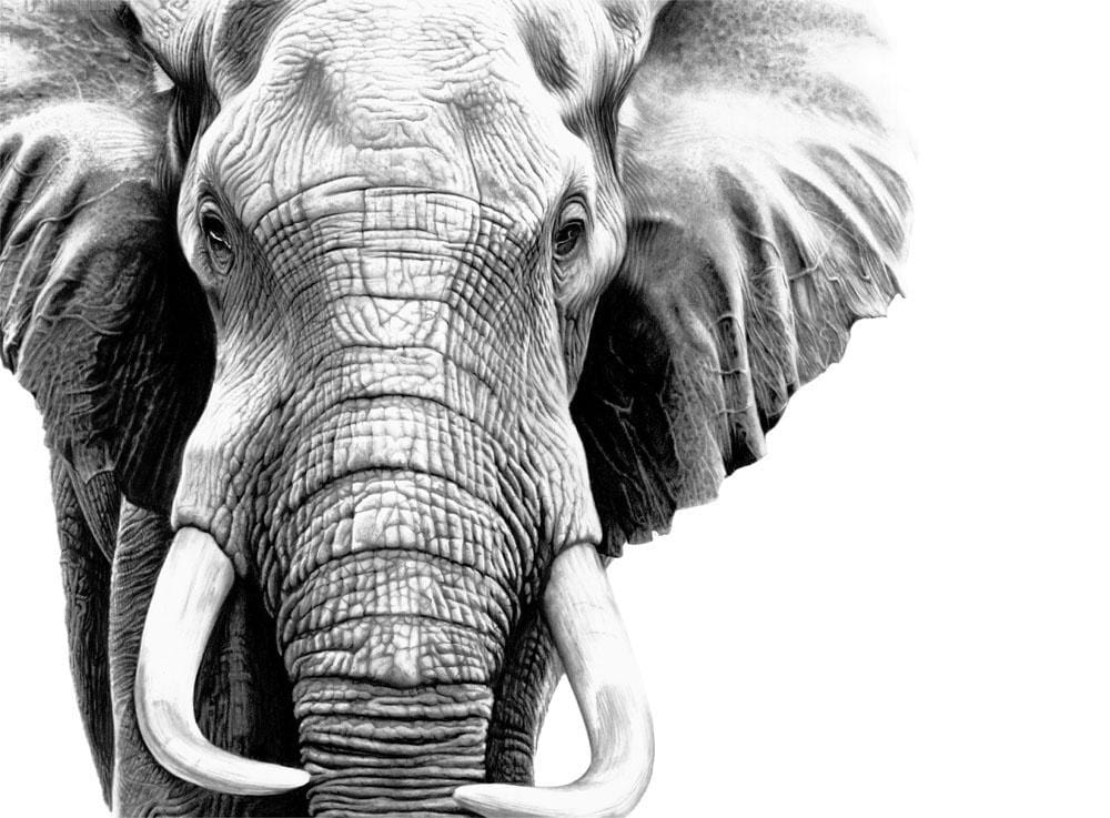Omkhulu | Elephant