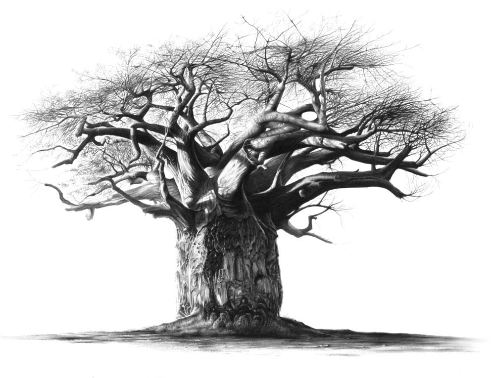 Khosi Khulu | Baobab Tree