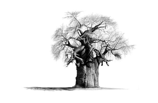 Timabvati Sentinel | Baobab Tree