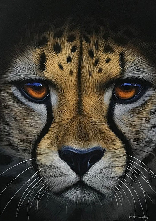 Cheetah Portrait | Cheetah