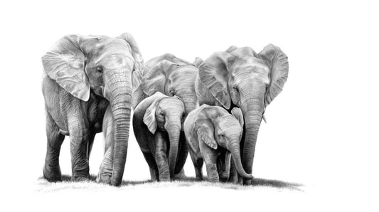Jumbo Jaunt | Elephants