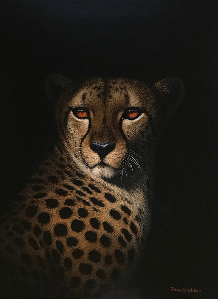 Asuga the Cheetah | Cheetah