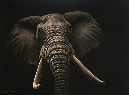 Goliath the Elephant | Elephant