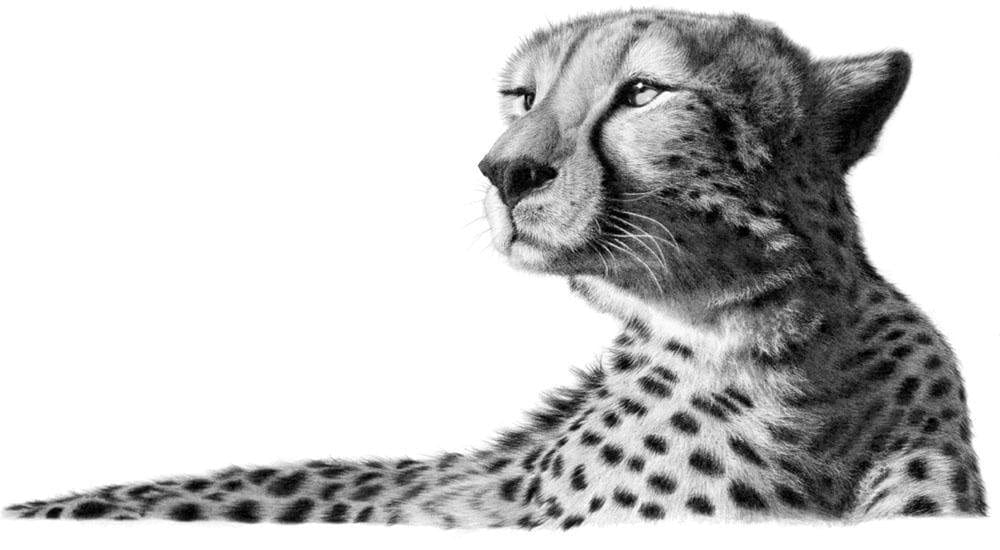 Zuka Cheetah
